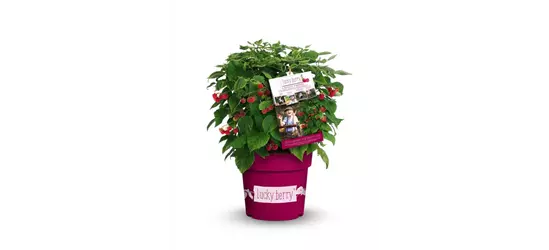 Himbeere 'Lucky Berry'®