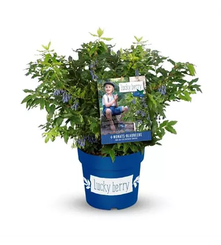 Heidelbeere 'Lucky Berry'®