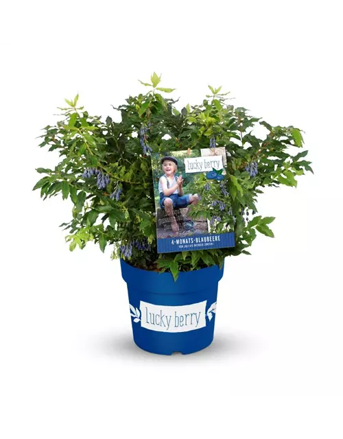 Heidelbeere 'Lucky Berry'®