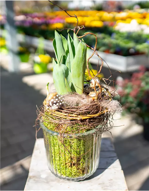 Tulpe im Glas