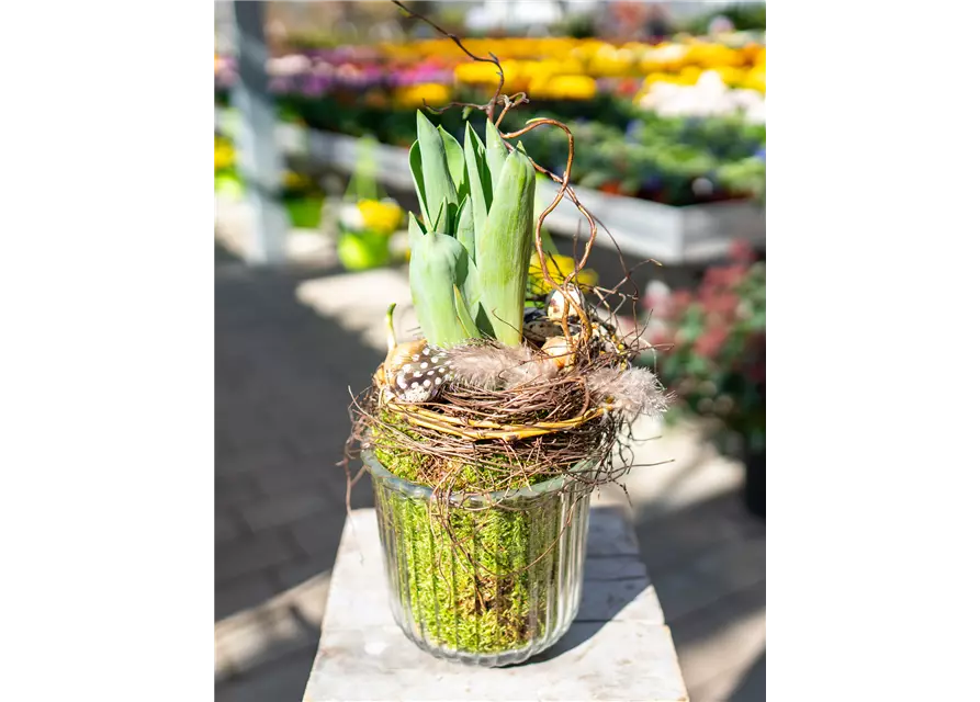 Tulpe im Glas