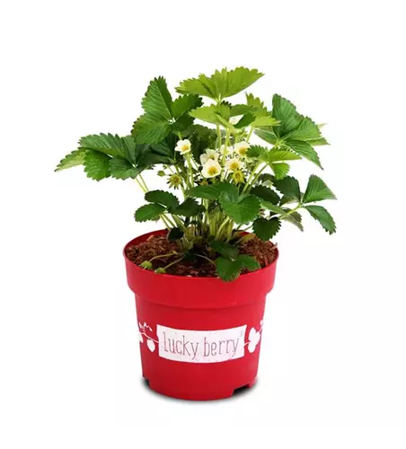 4-Monatserdbeere 'Lucky Berry'®