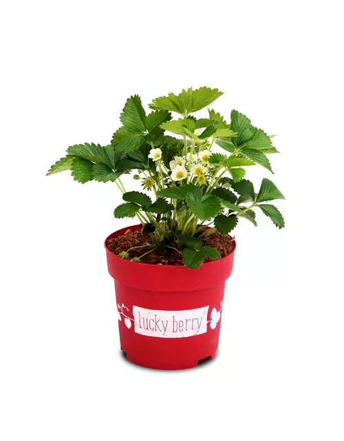 4-Monatserdbeere 'Lucky Berry'®