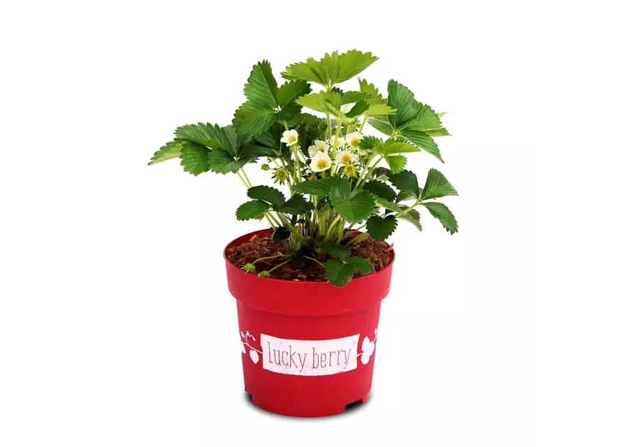 4-Monatserdbeere 'Lucky Berry'®