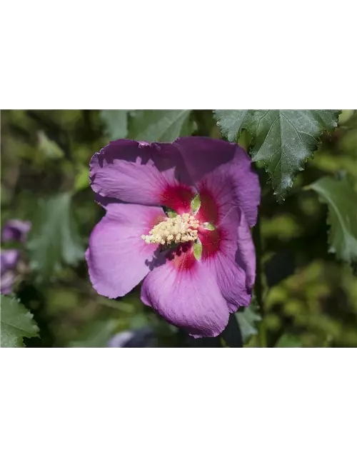 Garteneibisch 'Big Hibiskiss'®