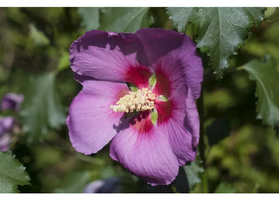 Garteneibisch 'Big Hibiskiss'®