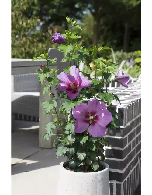 Garteneibisch 'Big Hibiskiss'®