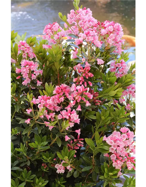 Rhododendron micranthum 'Bloombux'® magenta