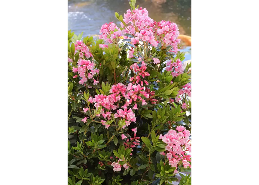 Rhododendron micranthum 'Bloombux'® magenta