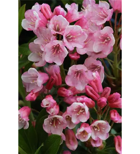 Rhododendron micranthum 'Bloombux'® magenta