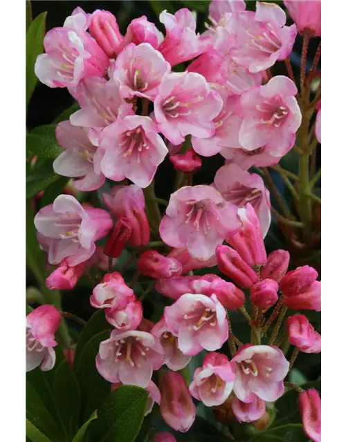 Rhododendron micranthum 'Bloombux'® magenta