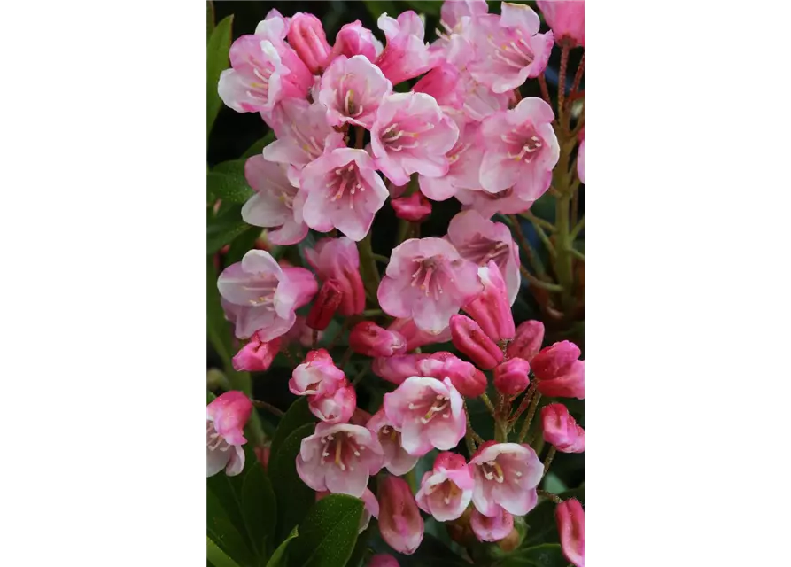 Rhododendron micranthum 'Bloombux'® magenta