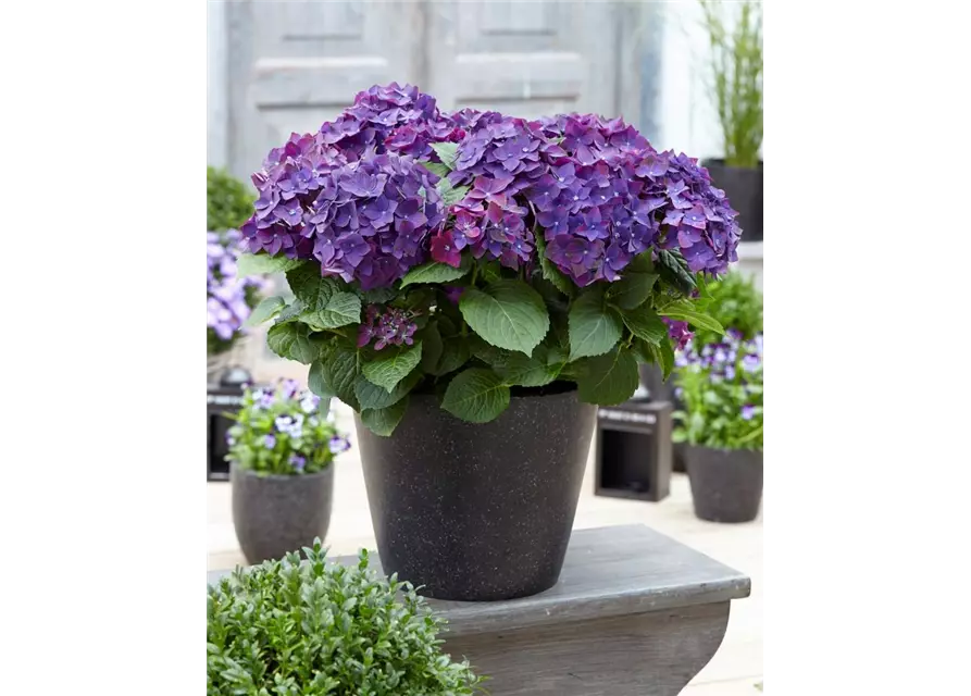 Bauernhortensie 'Forever & Ever'®, violett