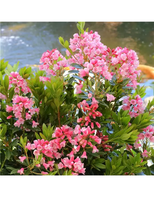 Rhododendron 'Bloombux® Nugget'