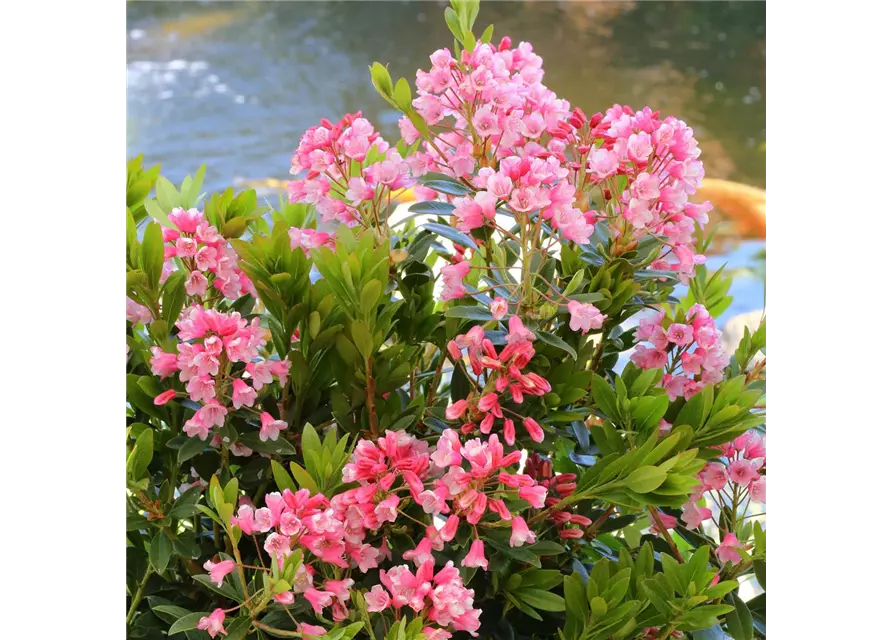 Rhododendron 'Bloombux® Nugget'