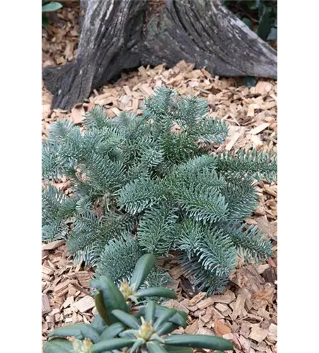 Silbertanne 'Glauca'