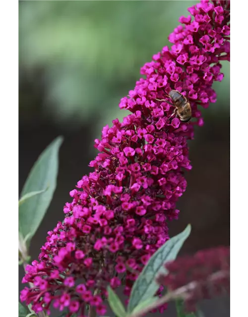 Schmetterlingsflieder BUZZ™ 'Wine'