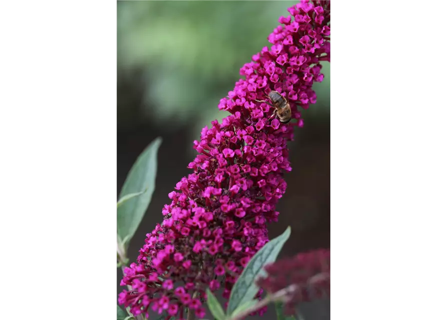 Schmetterlingsflieder BUZZ™ 'Wine'