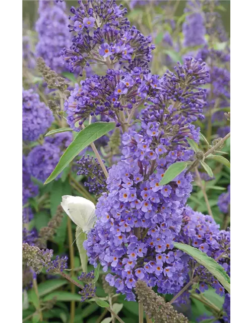 Sommerflieder 'Ellens Blue'