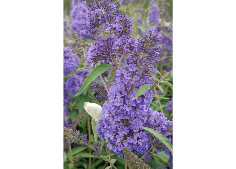 Sommerflieder 'Ellens Blue'