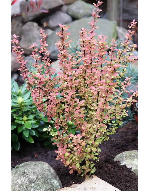 Berberitze 'Orange Rocket'®