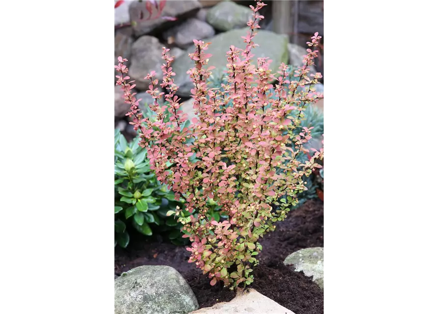 Berberitze 'Orange Rocket'®