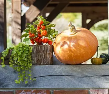 Der schöne Balkonkasten im Herbst: es muss nicht immer grau in grau sein!