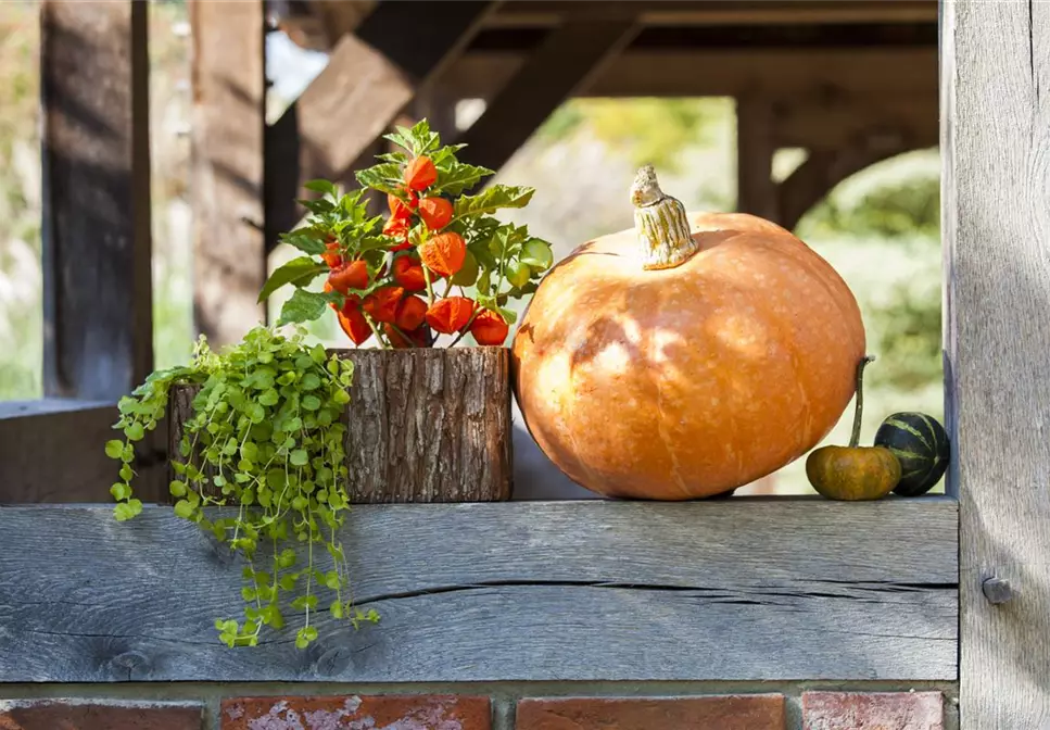 Der schöne Balkonkasten im Herbst: es muss nicht immer grau in grau sein!