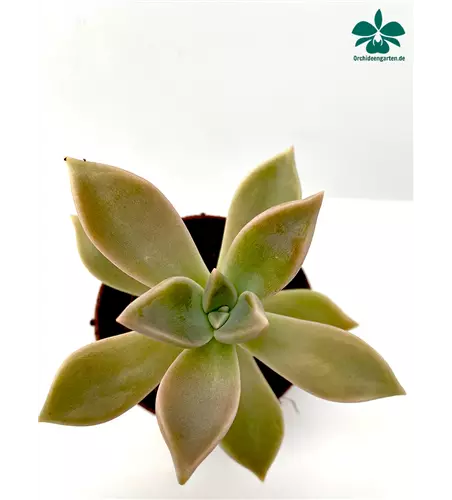 Echeveria spec.