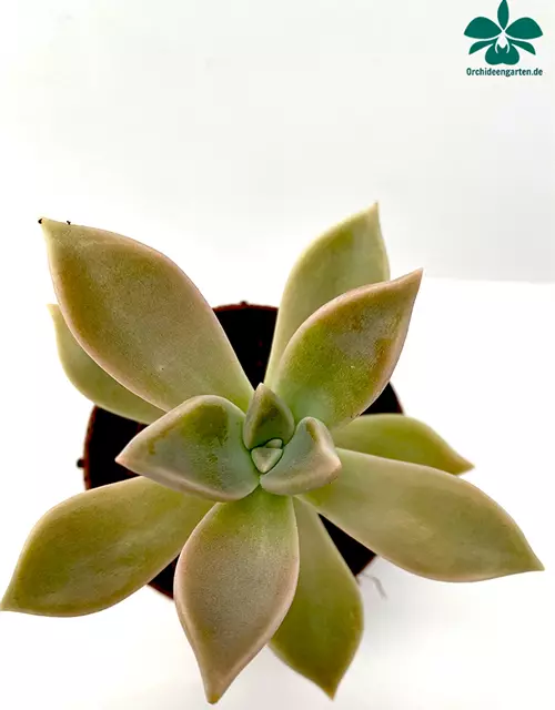 Echeveria spec.