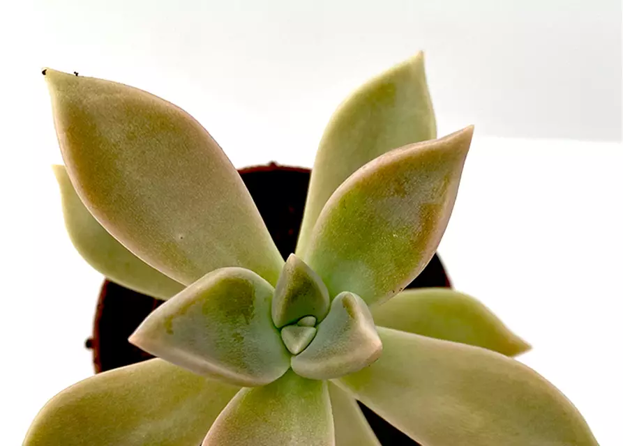 Echeveria spec.