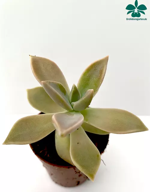 Echeveria spec.