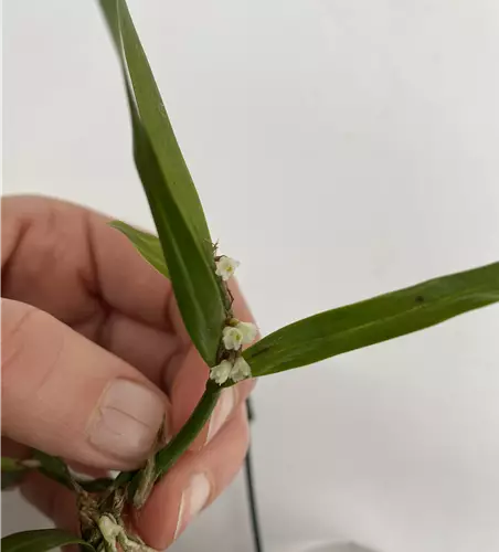 Scaphyglottis prolifera