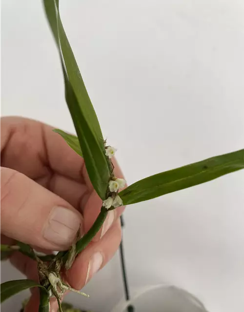 Scaphyglottis prolifera