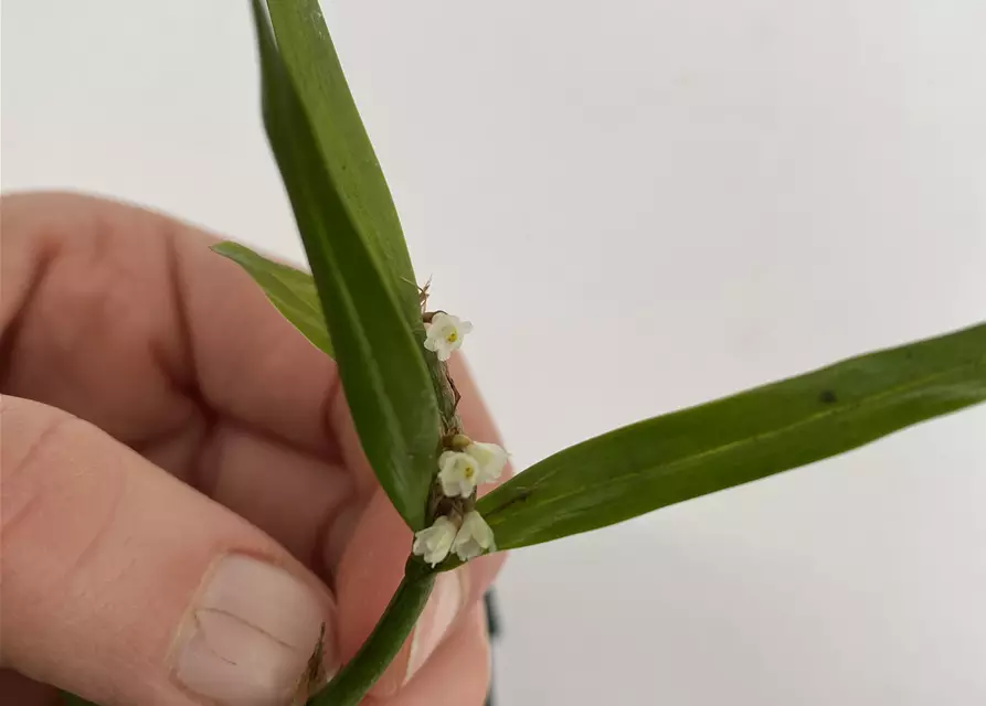 Scaphyglottis prolifera