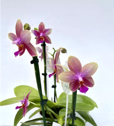 Phalaenopsis Liodoro