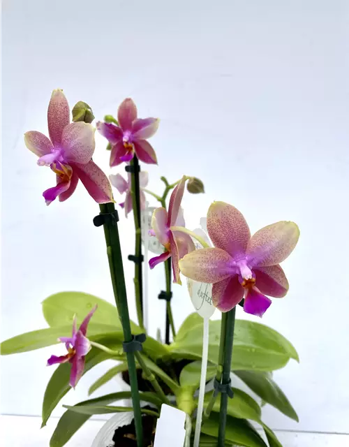 Phalaenopsis Liodoro