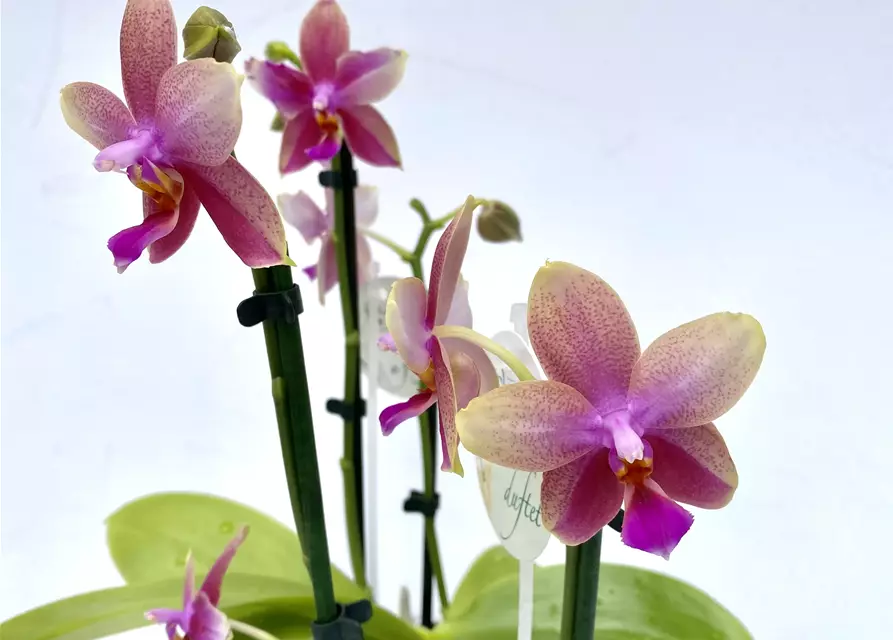 Phalaenopsis Liodoro