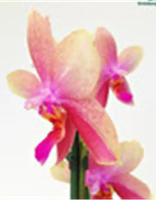 Phalaenopsis Liodoro