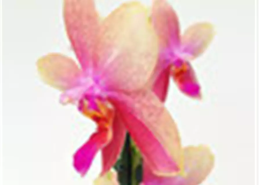 Phalaenopsis Liodoro