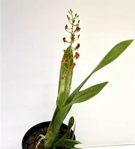 Liparis crenulata 