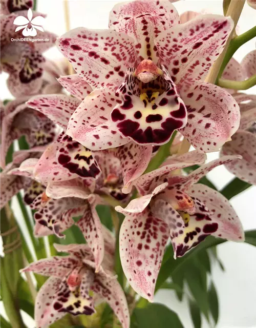 Cymbidium Dots Downunder "New Horizon"