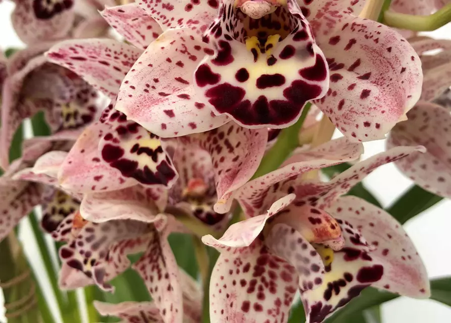 Cymbidium Dots Downunder "New Horizon"