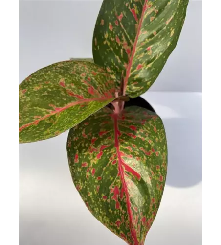 Aglaonema Star Dust