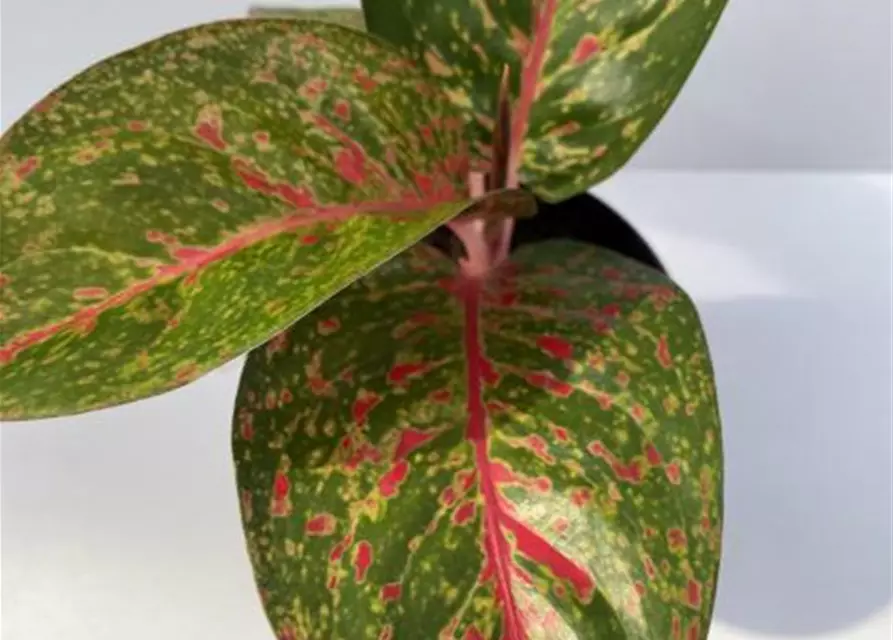 Aglaonema Star Dust