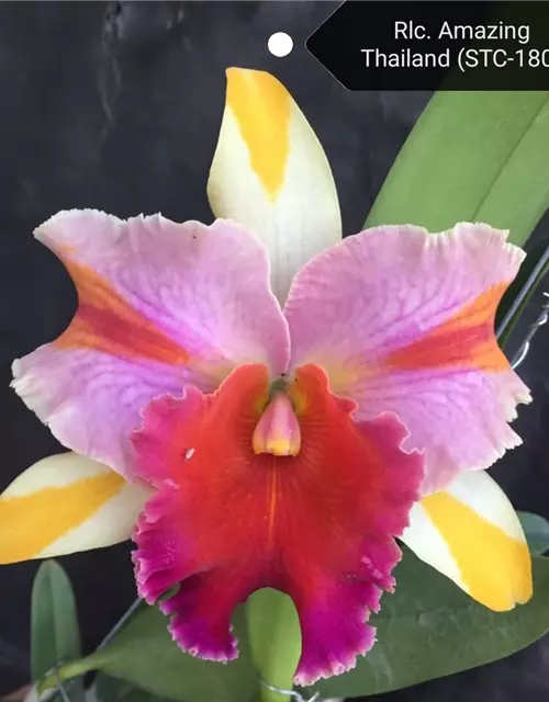 Rlc. Amazing Thailand 'Rainbow‘