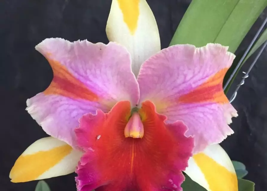 Rlc. Amazing Thailand 'Rainbow‘