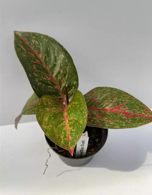 Aglaonema Star Dust