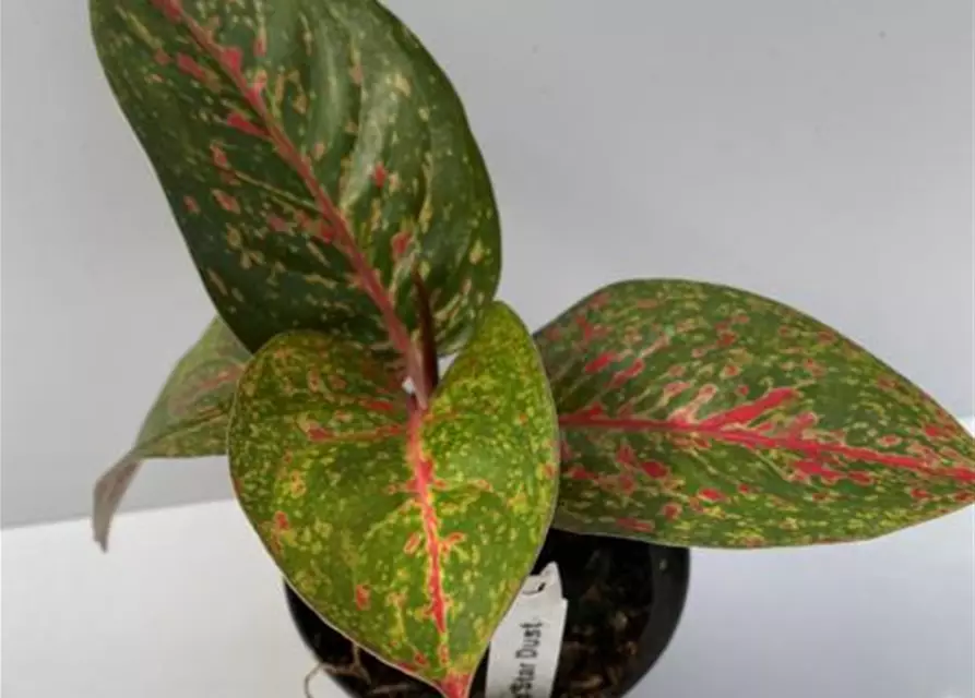 Aglaonema Star Dust