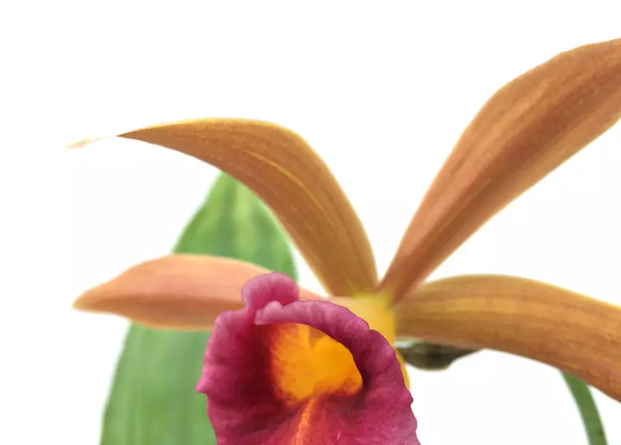 Phaius tankervilleae